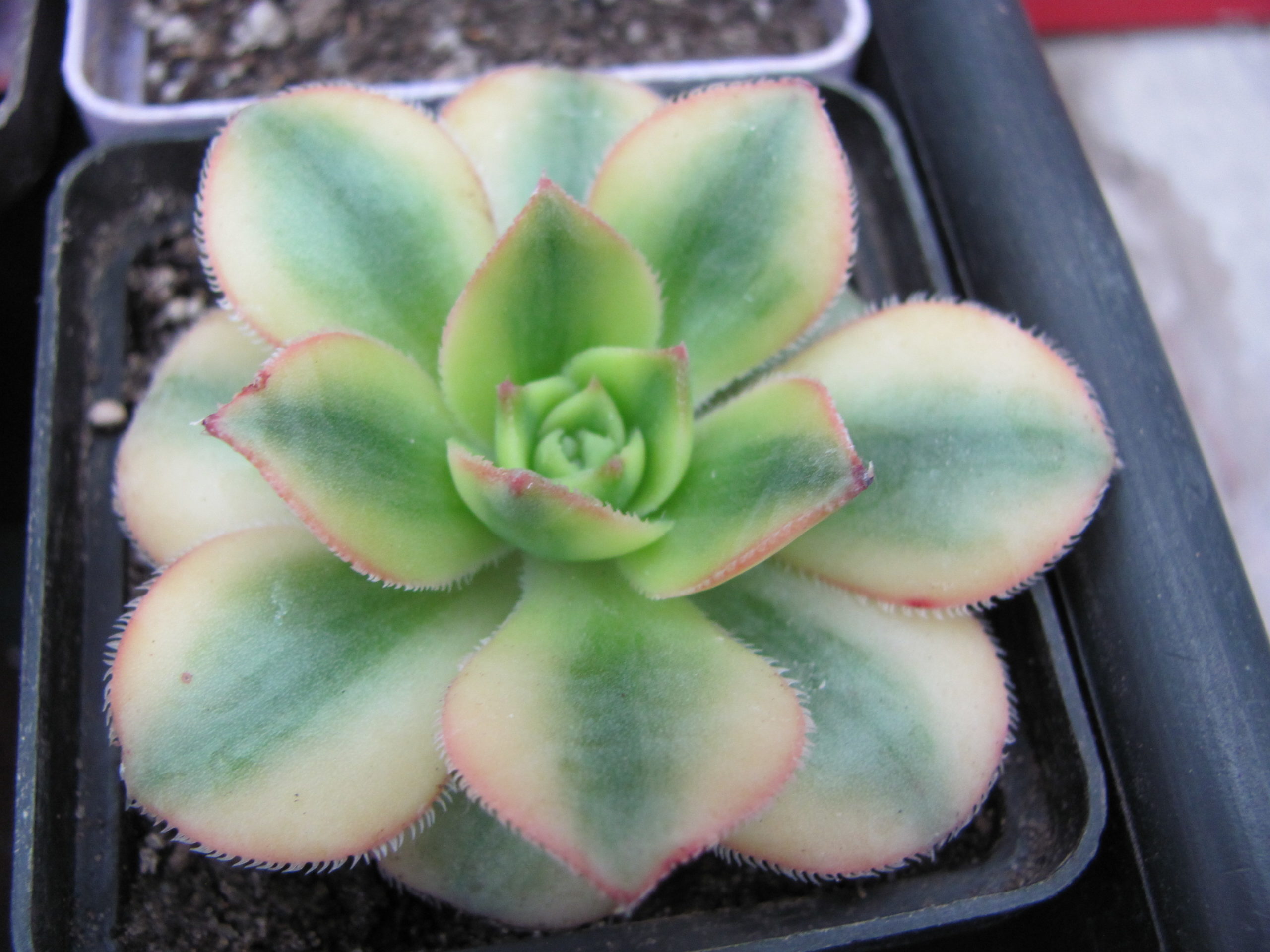 Aeonium  Florescens   variegata