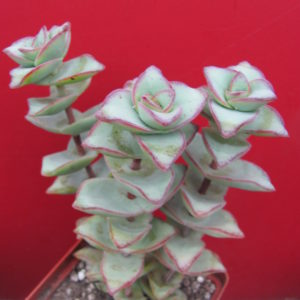 Crassula   perforata   *String of Buttons*