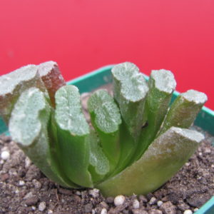 Haworthia  truncata  *Spiralis*