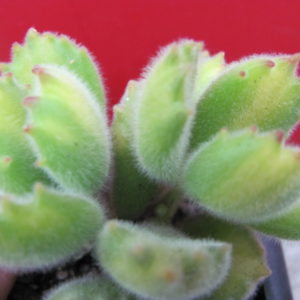 Cotyledon   ladismithiensis  variegata