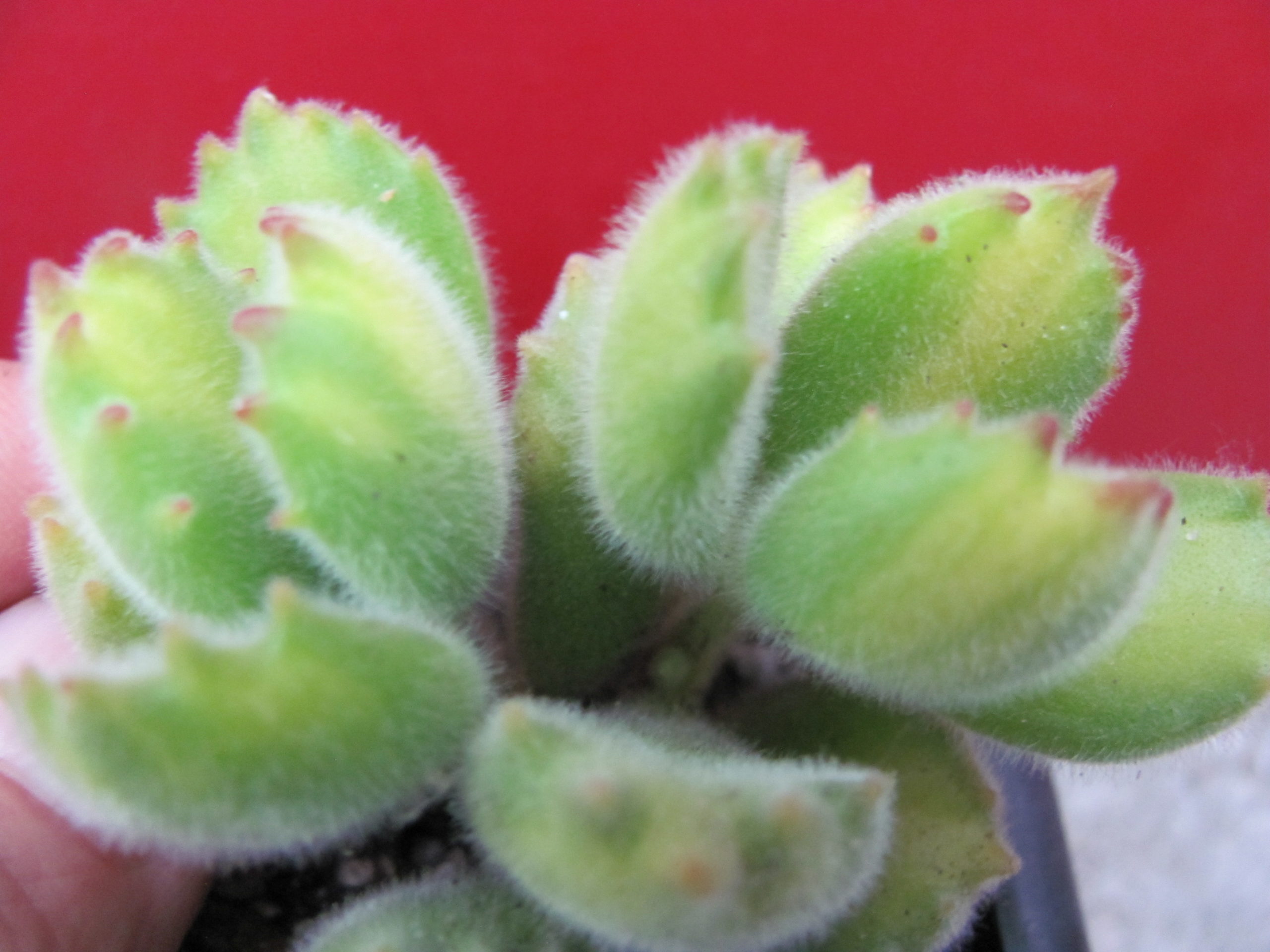 Cotyledon   ladismithiensis  variegata