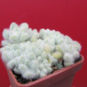 Sedum hintonii