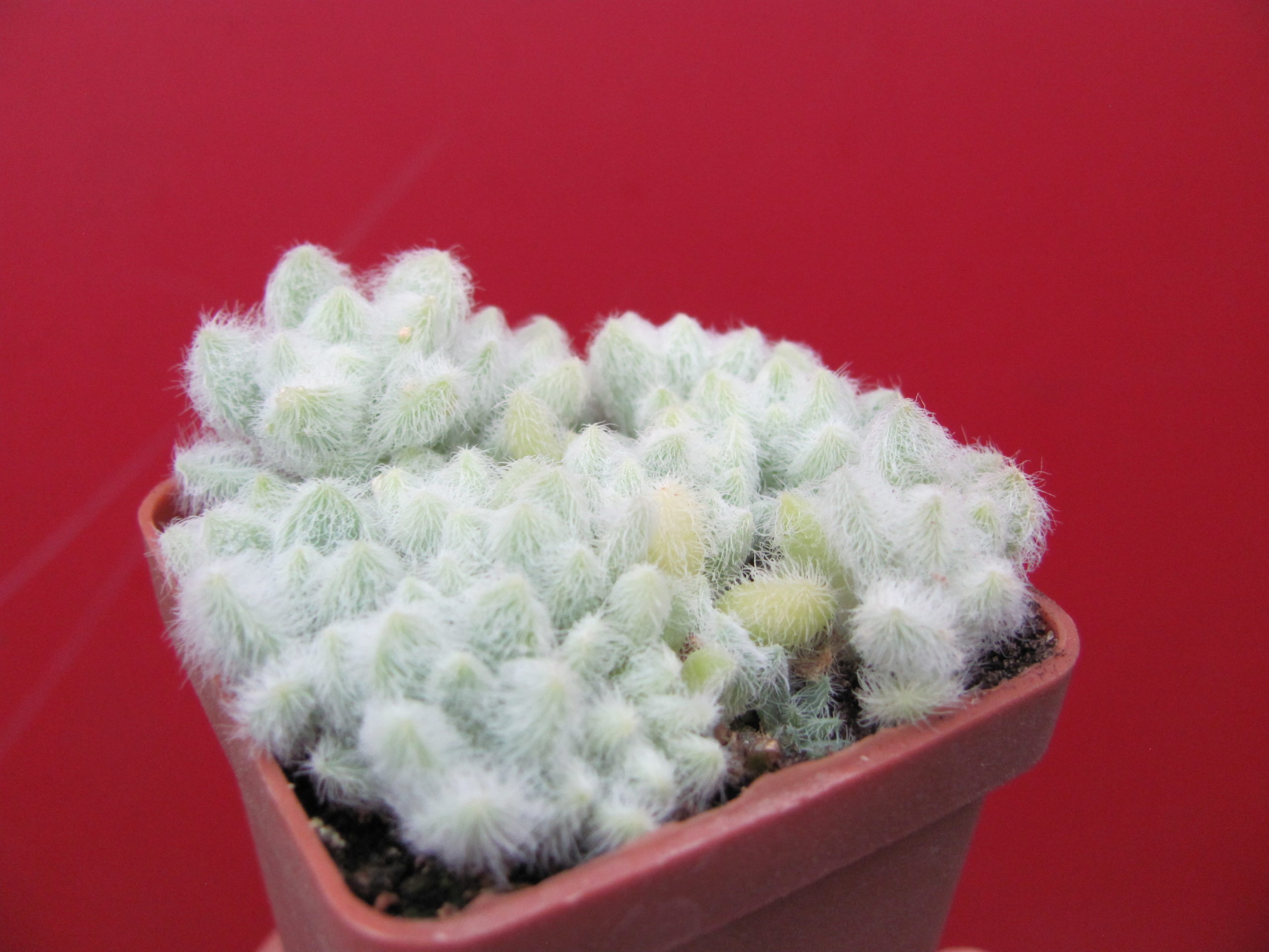 Sedum hintonii