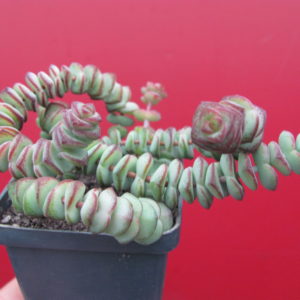 Crassula  marnieriana