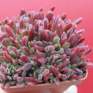 Crassula  pubescens