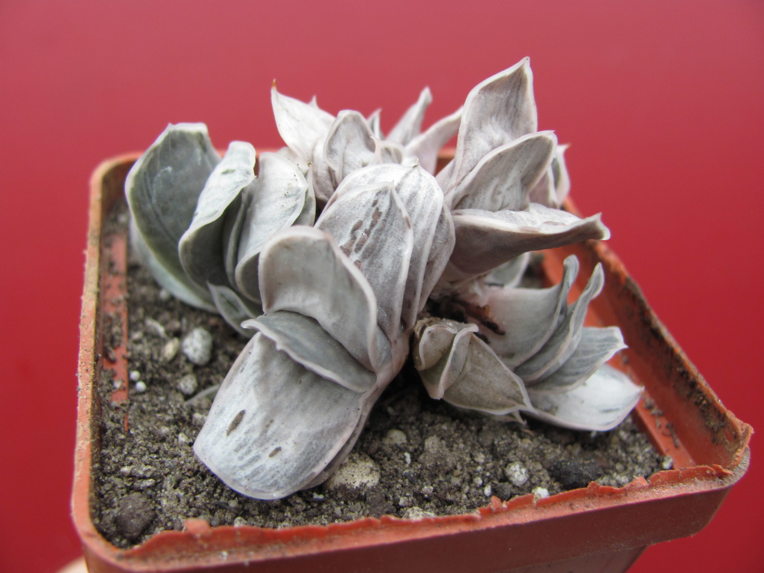 Gasteria  Sat Sato no Matsu