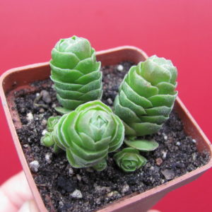 Crassula  Emerald