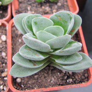 Crassula coralita