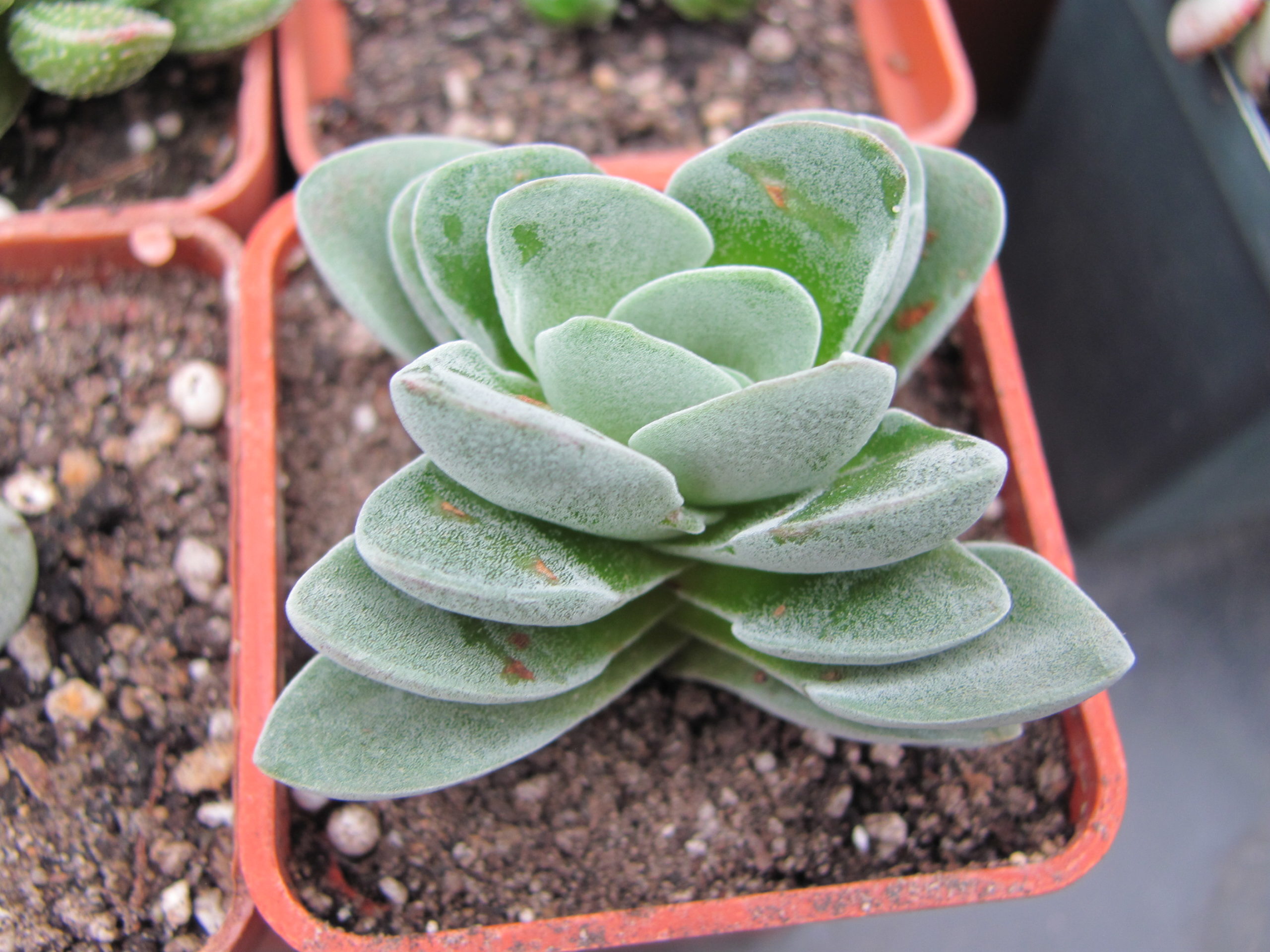 Crassula coralita