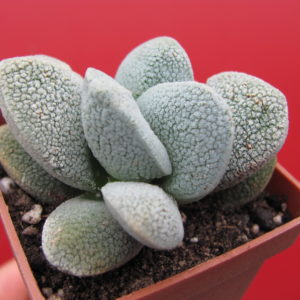 Crassula tecta