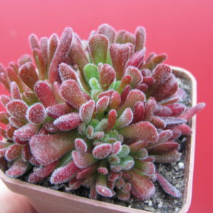 Crassula pubescens