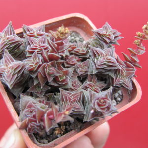 Crassula corymbulosa
