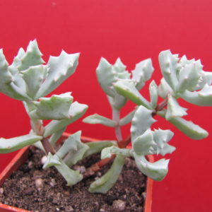 Oscularia  deltoides