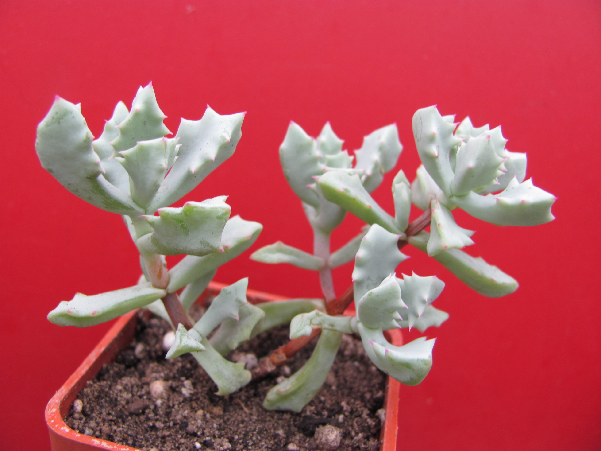 Oscularia  deltoides