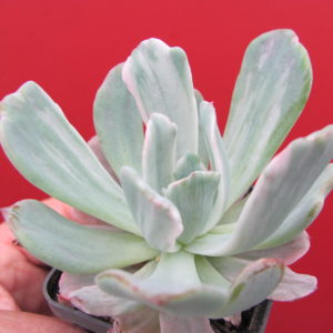 Echeveria hoveyi   variegata
