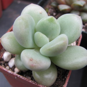 Echeveria Bill  Gates