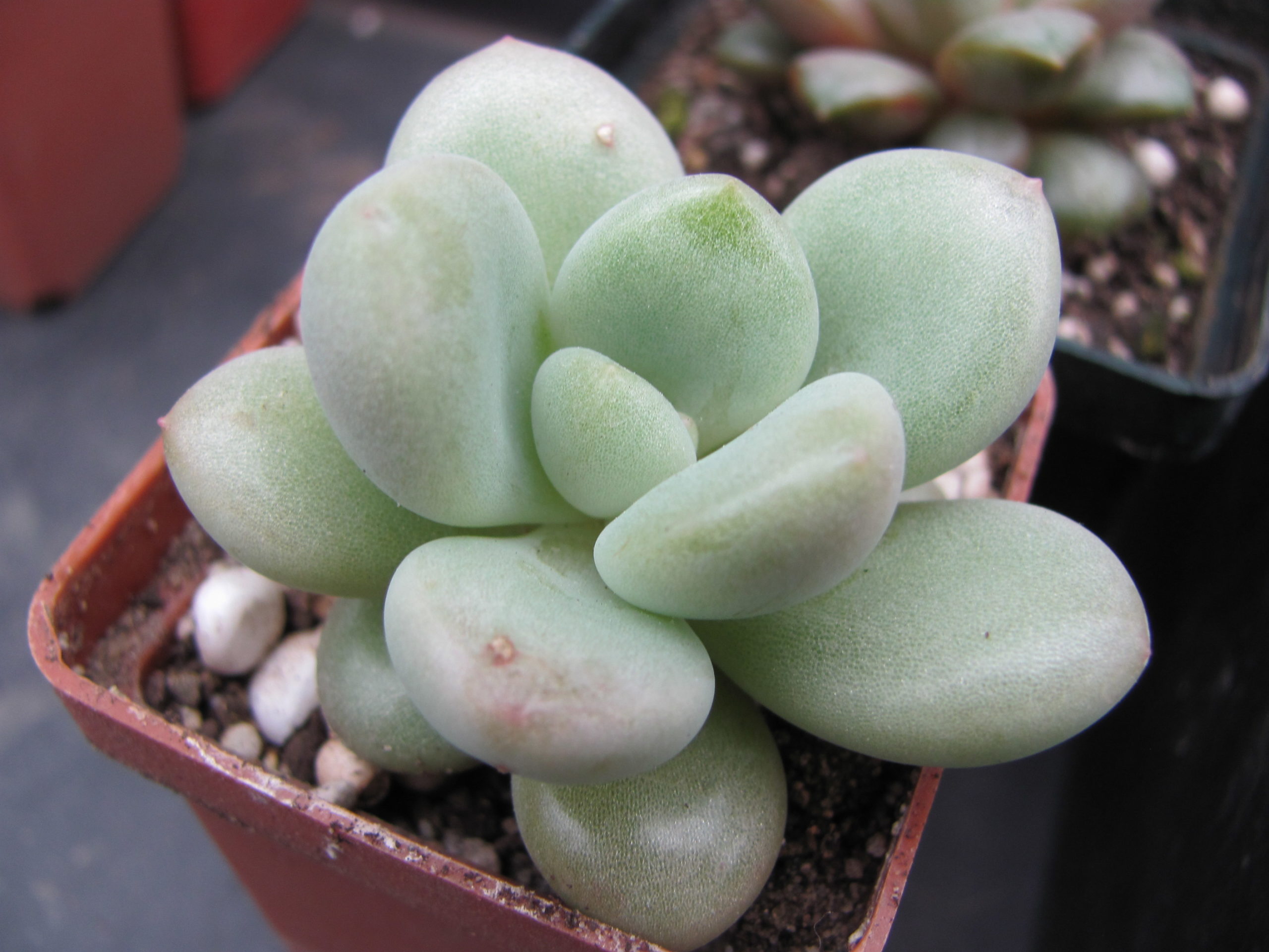 Echeveria Bill Gates