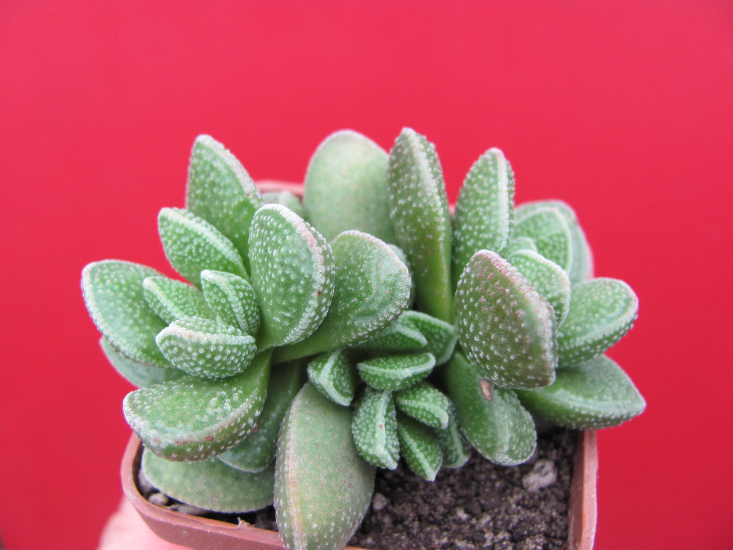 Crassula hybr. ( hybrid Lipskiy )