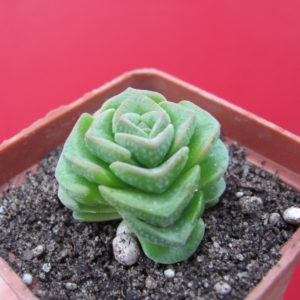 Crassula  Dorothy