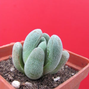 Crassula   tecta hybr.
