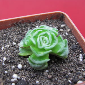 Crassula susannae
