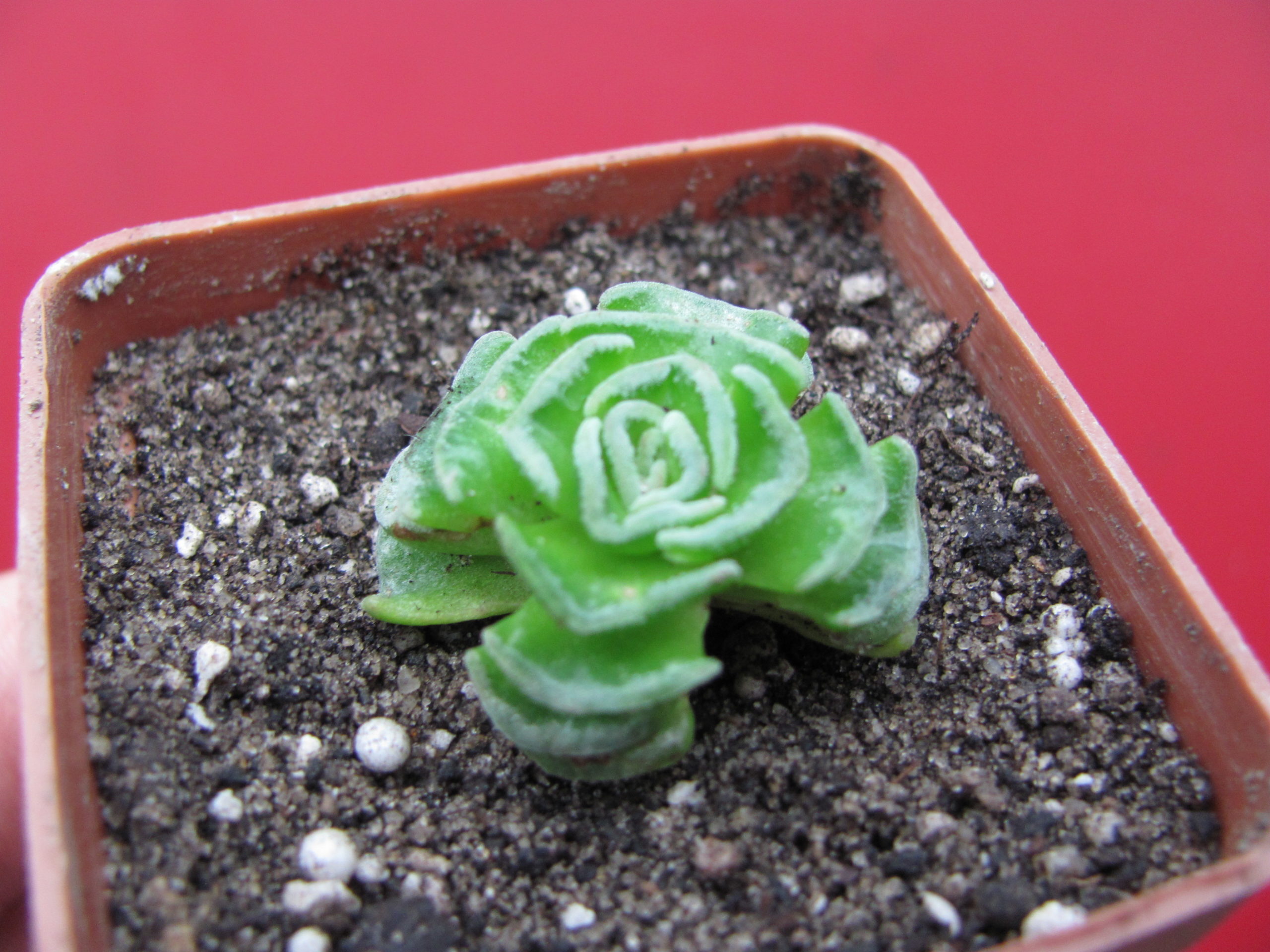 Crassula susannae