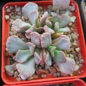 titanopsis calcarea