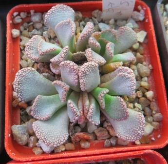 titanopsis calcarea
