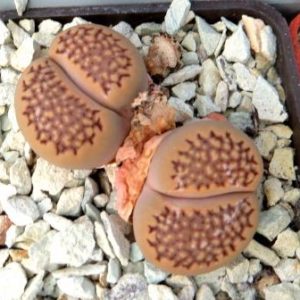 Lithops hallii C 158