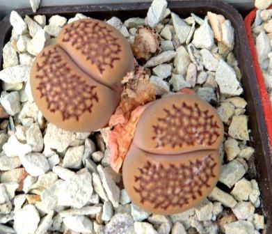 Lithops hallii C 158