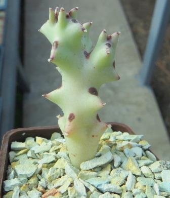caralluma socotrana