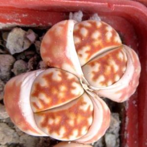 lithops karasmontana summitatum