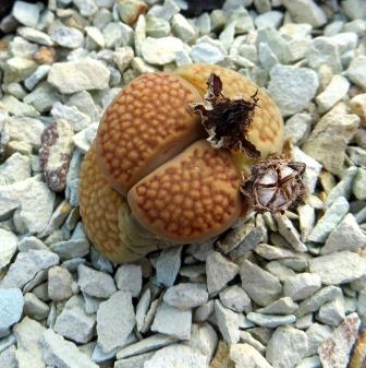1598 lithops hallii c 52