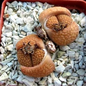 1598 lithops hallii c 52