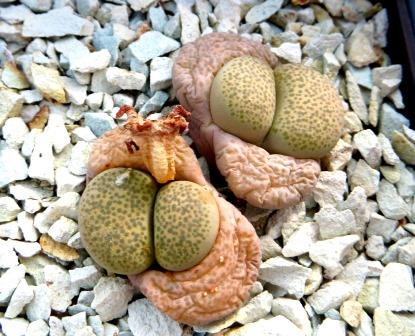 lithops terricolor sprinbokvlackte