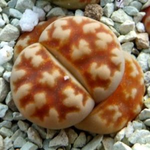 lithops karasmontana summitatum