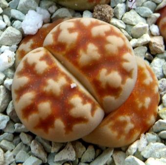 lithops karasmontana summitatum