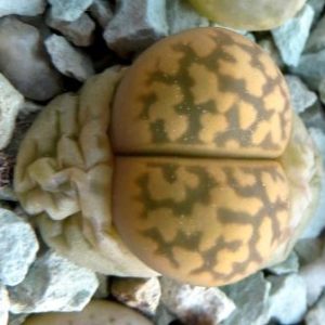 lithops karasmontana bella C 143