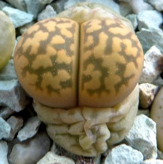 lithops karasmontana bella C 143
