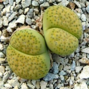 lithops fulviceps aurea
