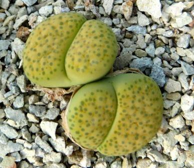 lithops fulviceps aurea