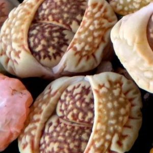 lithops salicola reticulata