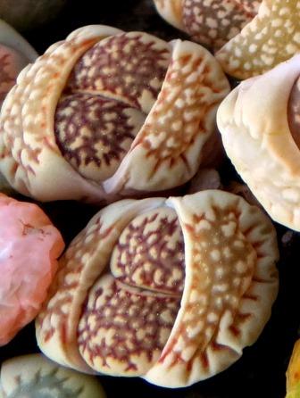 lithops salicola reticulata