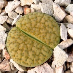 lithops fulviceps aurea