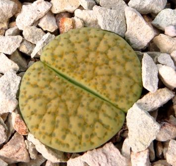 lithops fulviceps aurea