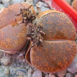 lithops lesliei mariae