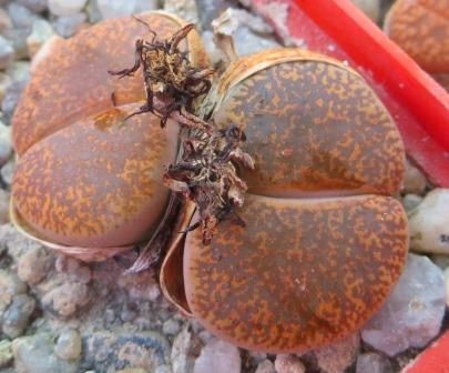 lithops lesliei mariae