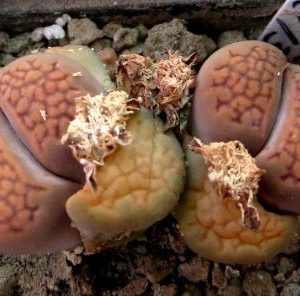 1606 MG Lithops hallii (C135) brown