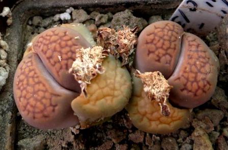 1606 MG Lithops hallii (C135) brown