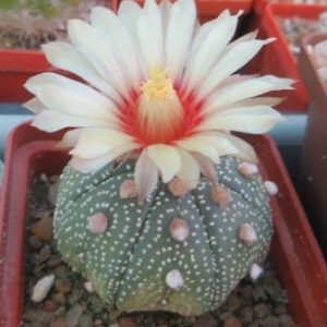 astrophytum ooibo